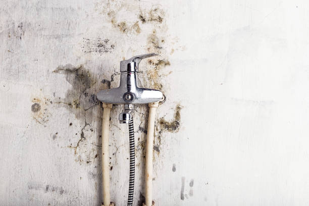 Best Mold Remediation  in Hayward, WI