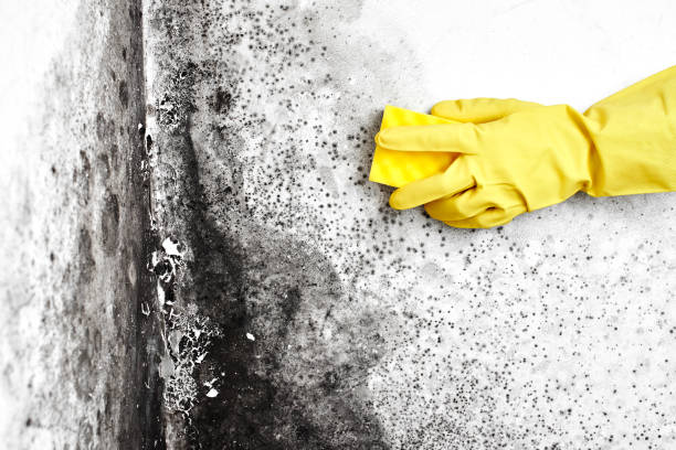 Best Mold Damage Repair  in Hayward, WI