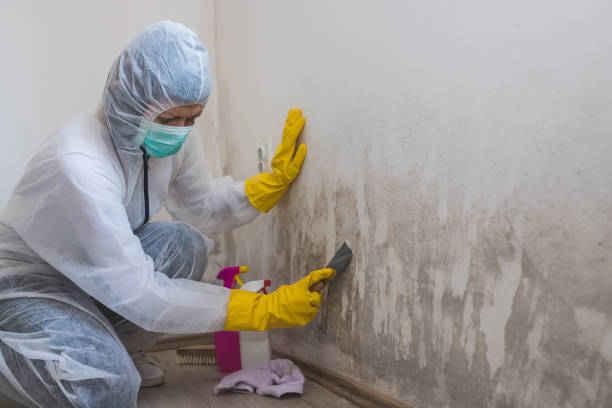 Best Local Mold Removal Service  in Hayward, WI