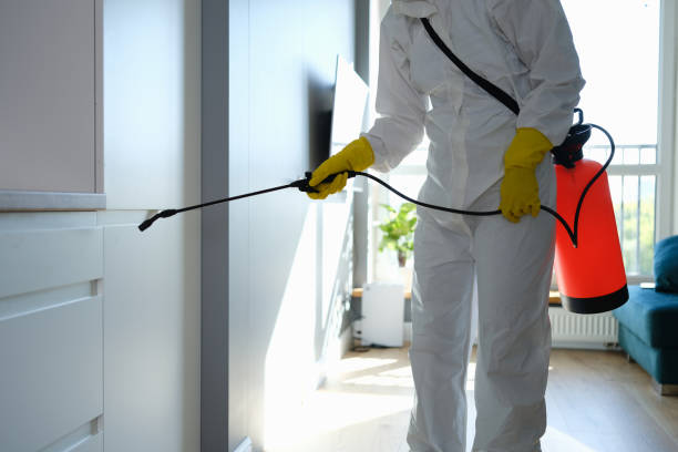 Best Mold Damage Repair  in Hayward, WI