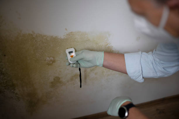 Best Mold Removal Company Near Me  in Hayward, WI