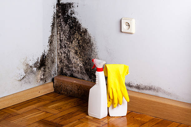 Best Residential Mold Removal  in Hayward, WI