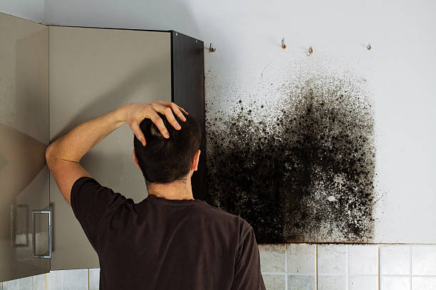 Best Fast Mold Removal  in Hayward, WI