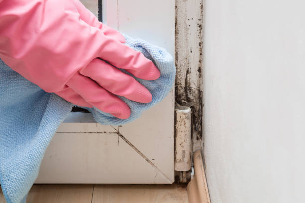Best Mold Removal Process  in Hayward, WI