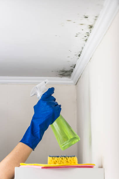 Certified Mold Removal in Hayward, WI